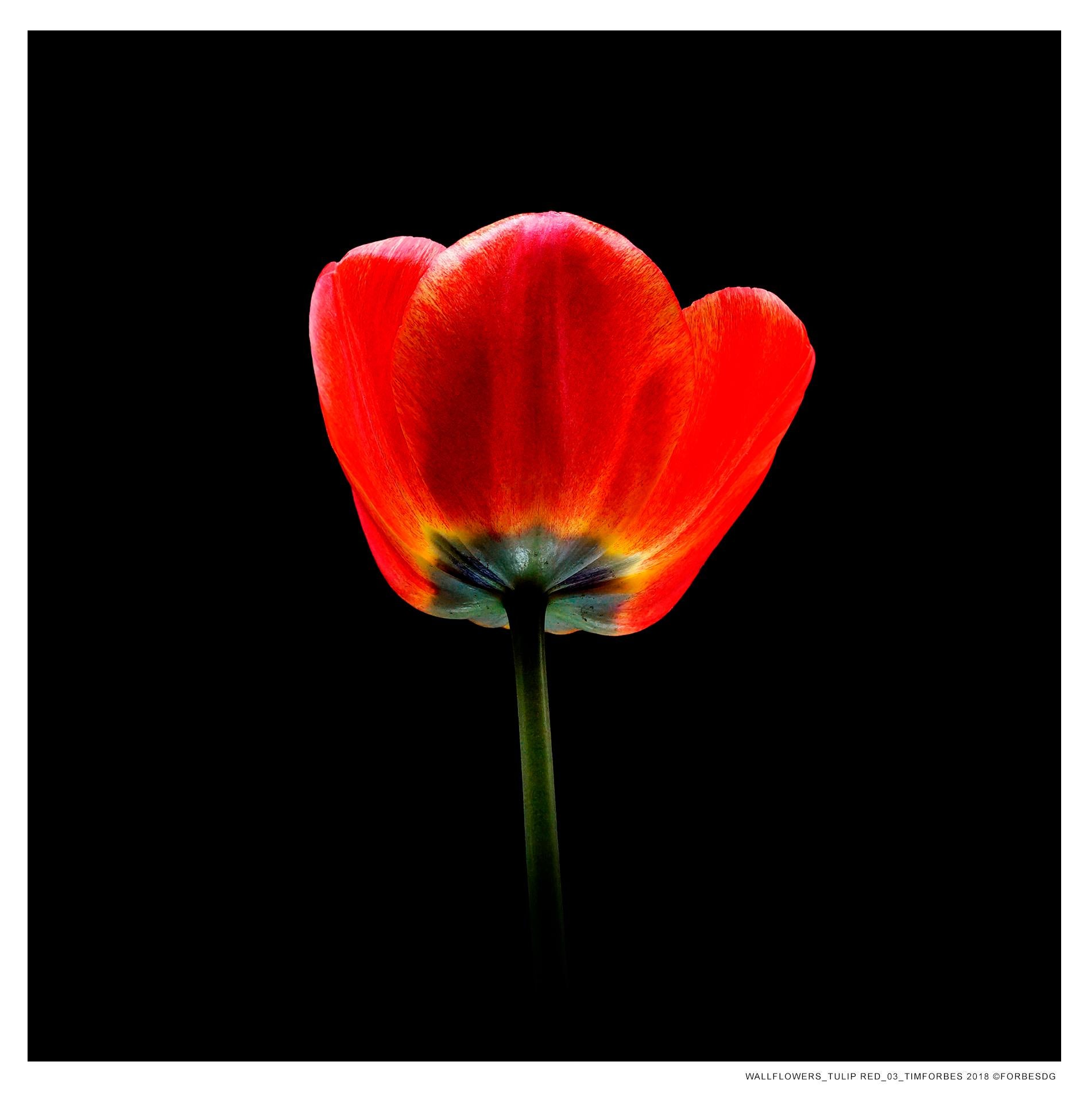 Wall Tulip Series - Photograph by Tim Forbes