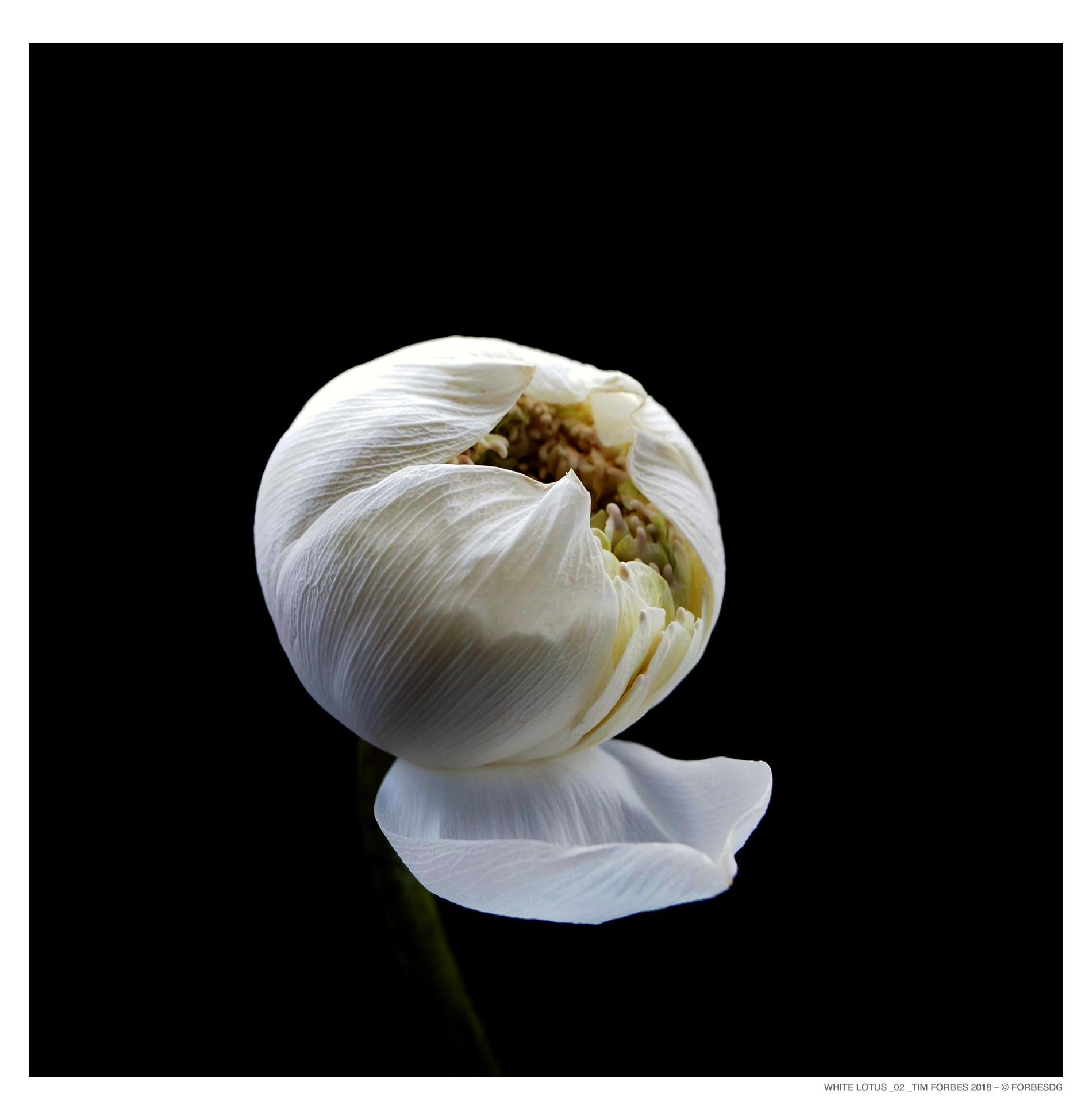White Lotus_2 - Photograph by Tim Forbes