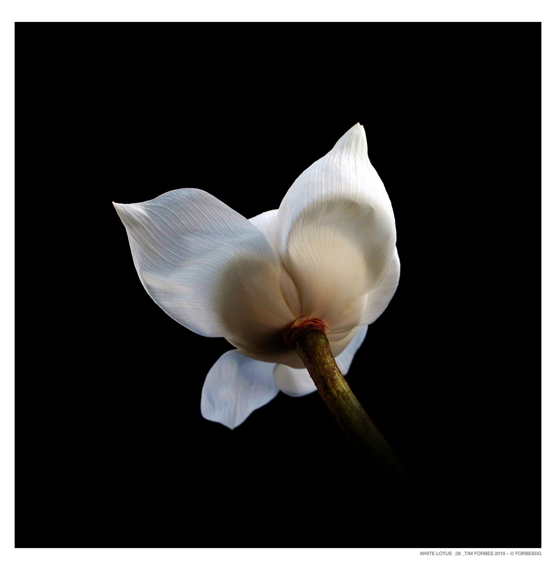White Lotus_8 - Photograph by Tim Forbes