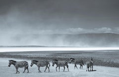 Impression pigmentaire d'art surdimensionnée « Zebras », édition limitée, signée
