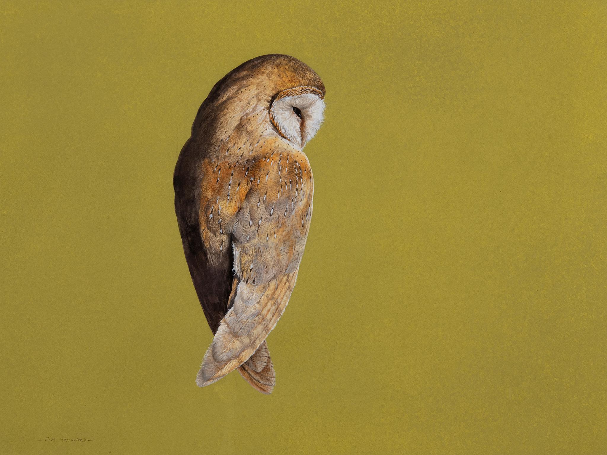 Tim Hayward Animal Painting - Barn Owl - Chartreuse - Contemporary - Animal painting