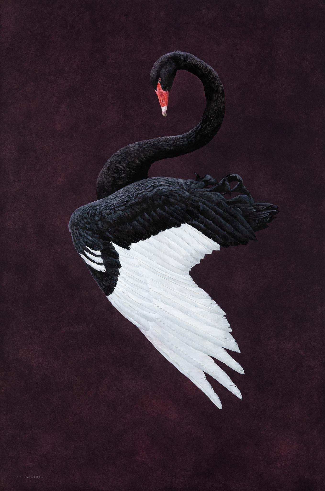 Black Swan - Aubergine - Painting by Tim Hayward