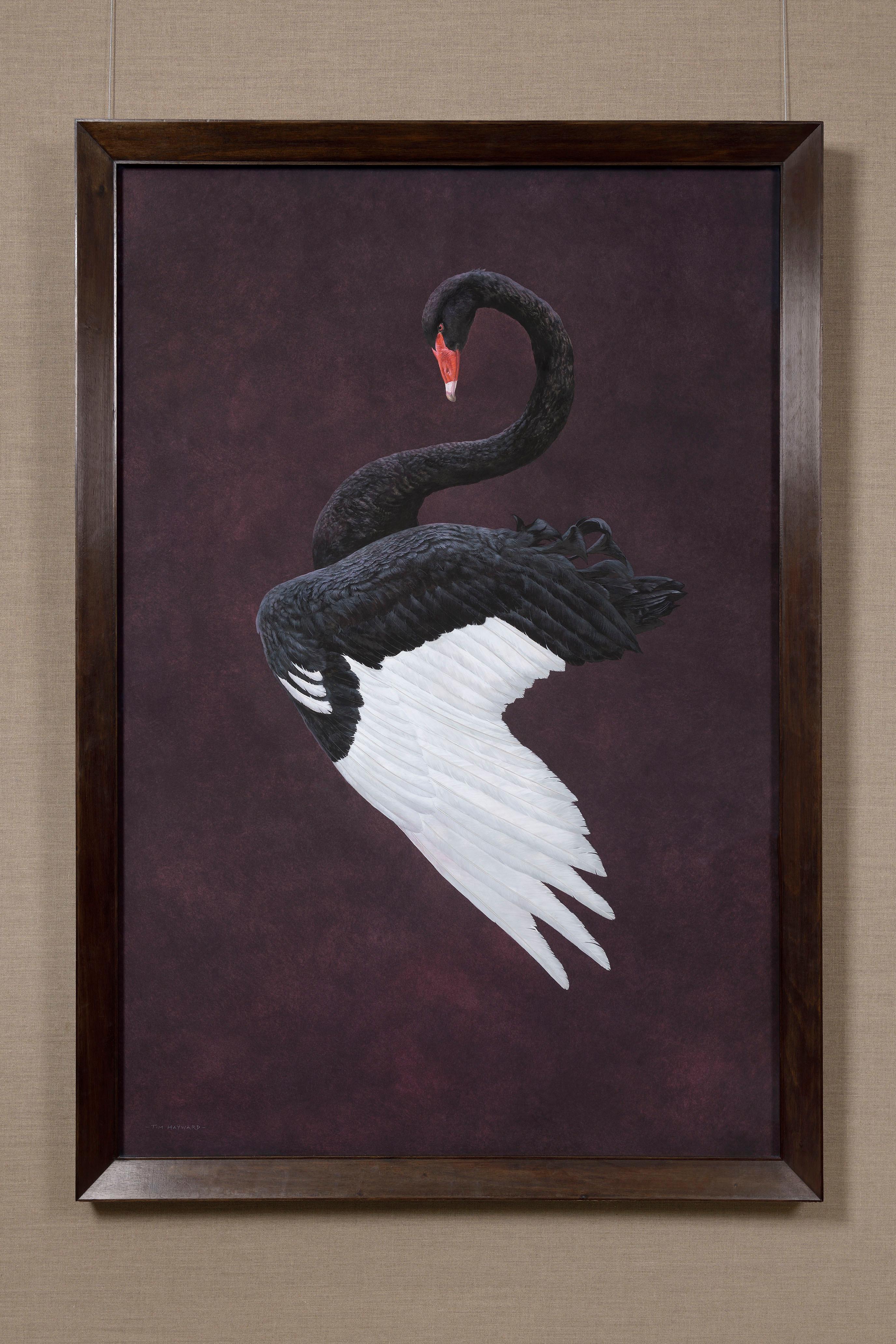 Tim Hayward Animal Painting - Black Swan - Aubergine