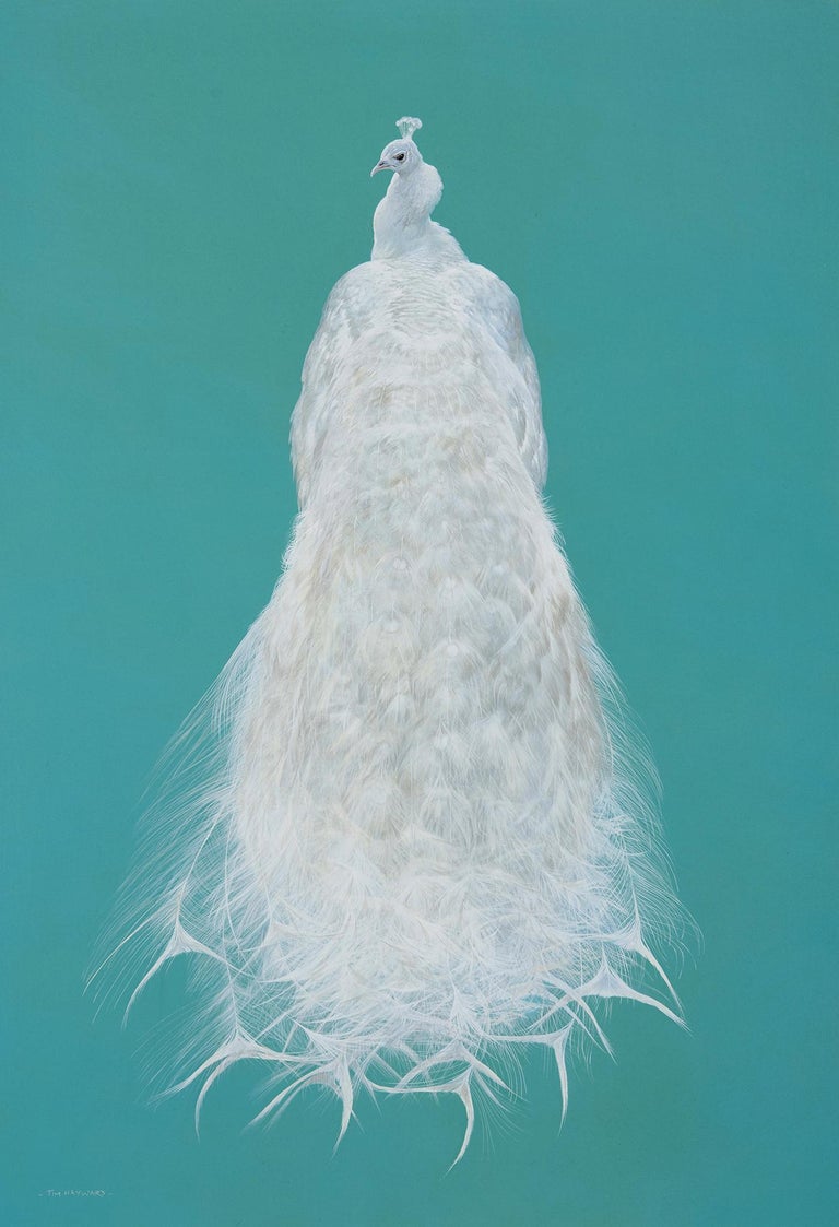 Tim Hayward White Peacock Aqua Contemporary Animal Painting At 1stdibs Tim Hayward White Peacock Aqua Contemporary Animal Painting At 1stdibs
