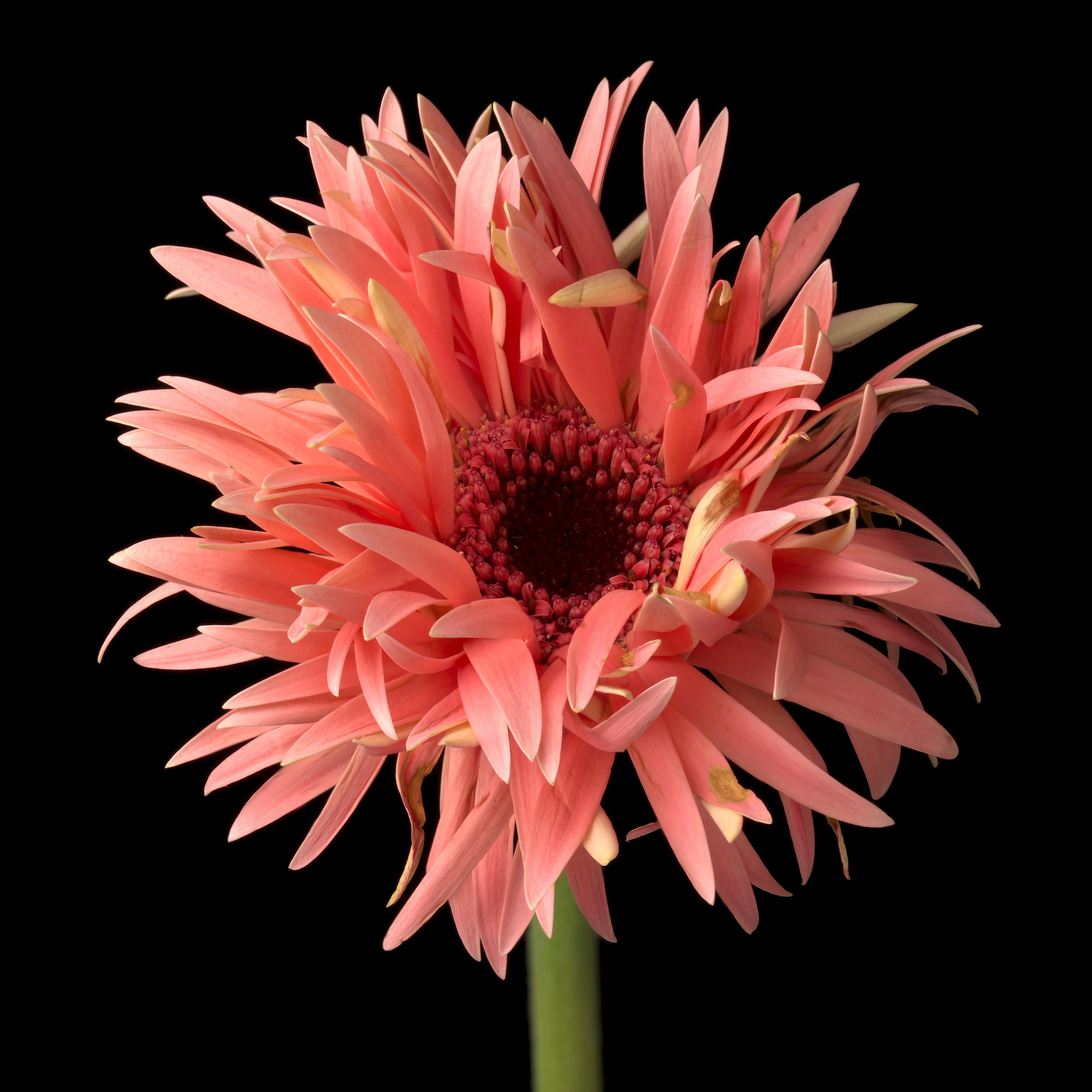 Gerber Daisy 4, archival pigment print photograph, printed on Fine Art paper by Tim Nighswander.  It is 24x24, framed in a white frame to 32x32 with a UV plexiglass.  It is a limited edition of 15, signed and numbered.  It is a vibrant Orange Gerber