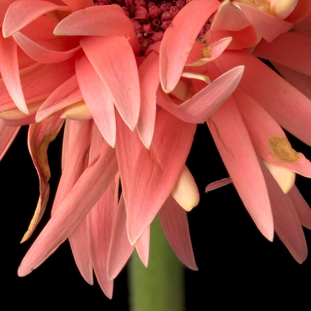 Gerber Daisy 4, archivierter Pigmentdruck, gedruckt auf Fine Art Papier von Tim Nighswander.  Es ist 24x24, gerahmt in einem weißen Rahmen auf 32x32 mit einem UV-Plexiglas.  Es handelt sich um eine limitierte Auflage von 15 Exemplaren, signiert und