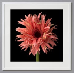 Gerber Daisy 4, photographie couleur, édition limitée, encadrée, botanique, florale
