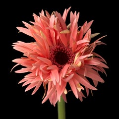 Gerber Daisy 4, Color Photograph, Limited Edition, Framed, Orange, Flower, Daisy