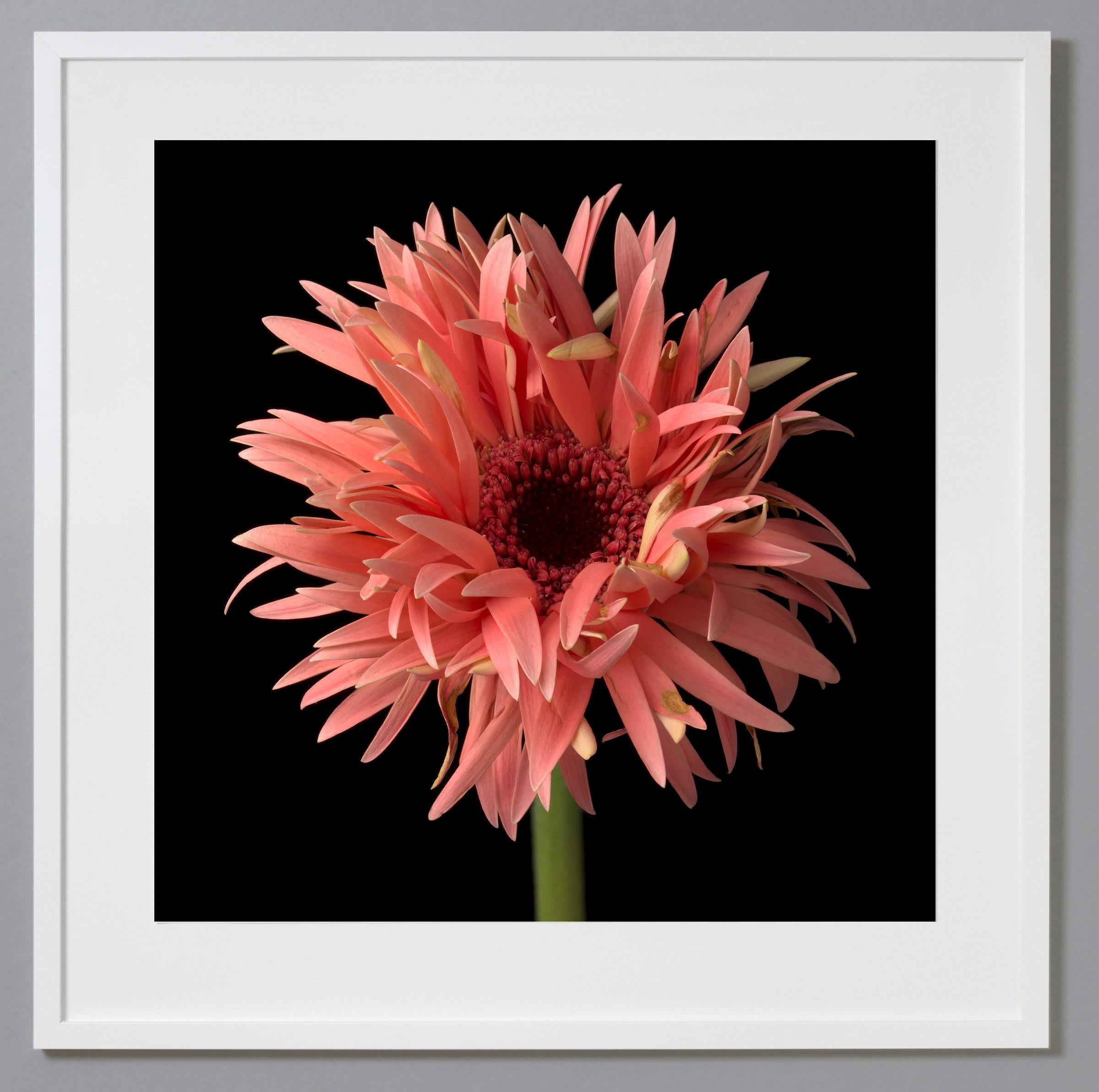 Tim Nighswander Still-Life Photograph - Gerber Daisy 4, Color Photograph, Limited Edition, Framed, Orange, Flower, Daisy