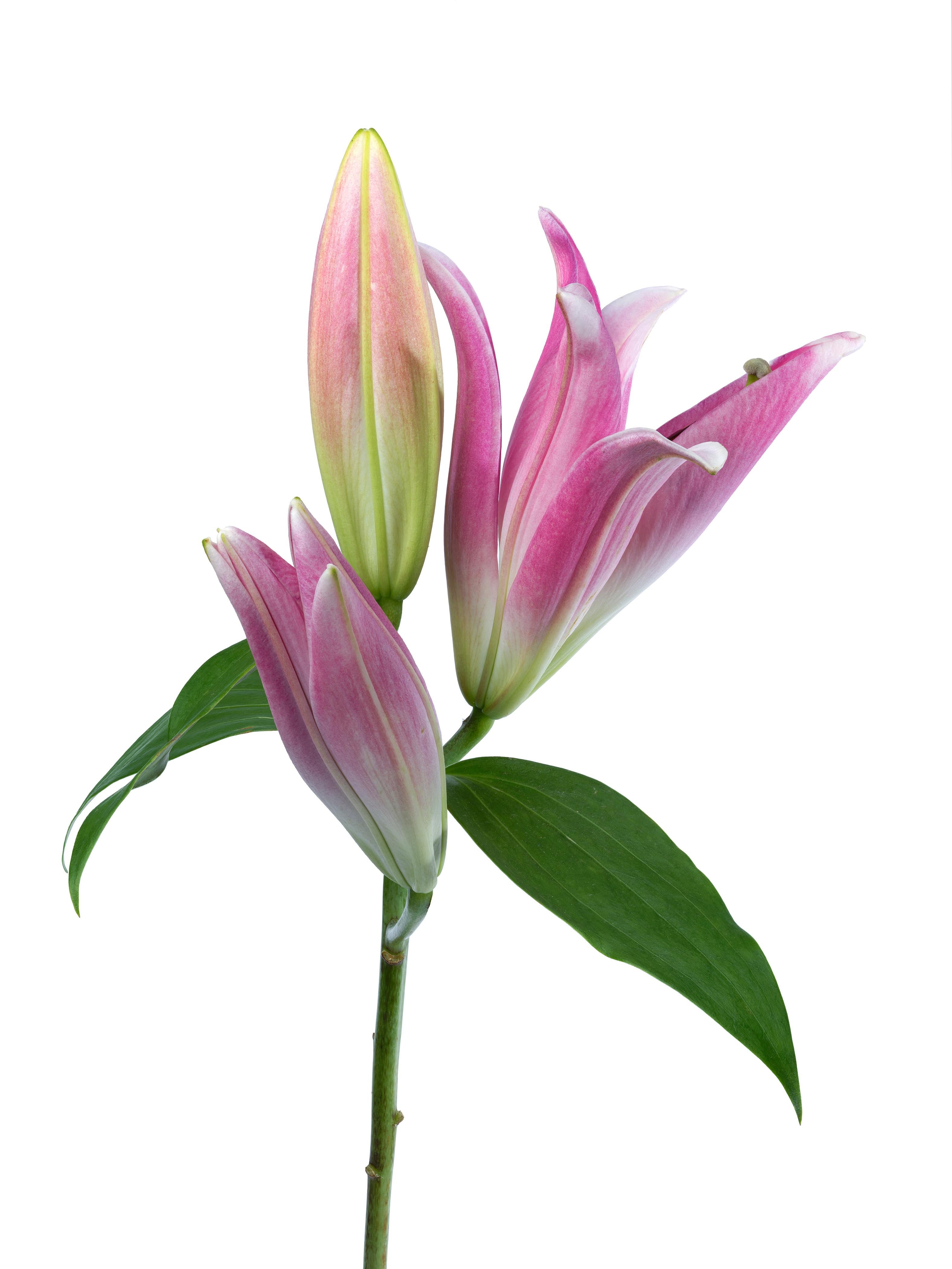Lily 181 B, Color Photograph, Limited Edition, Pink, Framed, Botanical, Floral For Sale 1
