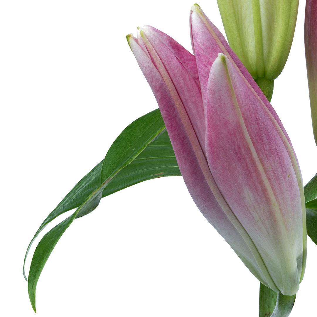 Lily 181 B, Photographie couleur, édition limitée, rose, encadrée, botanique, florale en vente 1