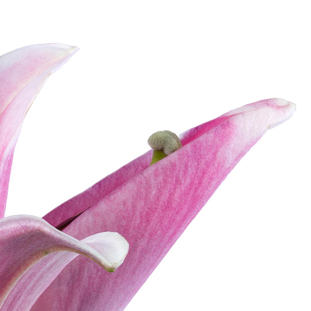 Lily 181 B, Fotografía en color, Edición limitada, Rosa, Enmarcada, Botánica, Floral - Color Photograph Gris de Tim Nighswander