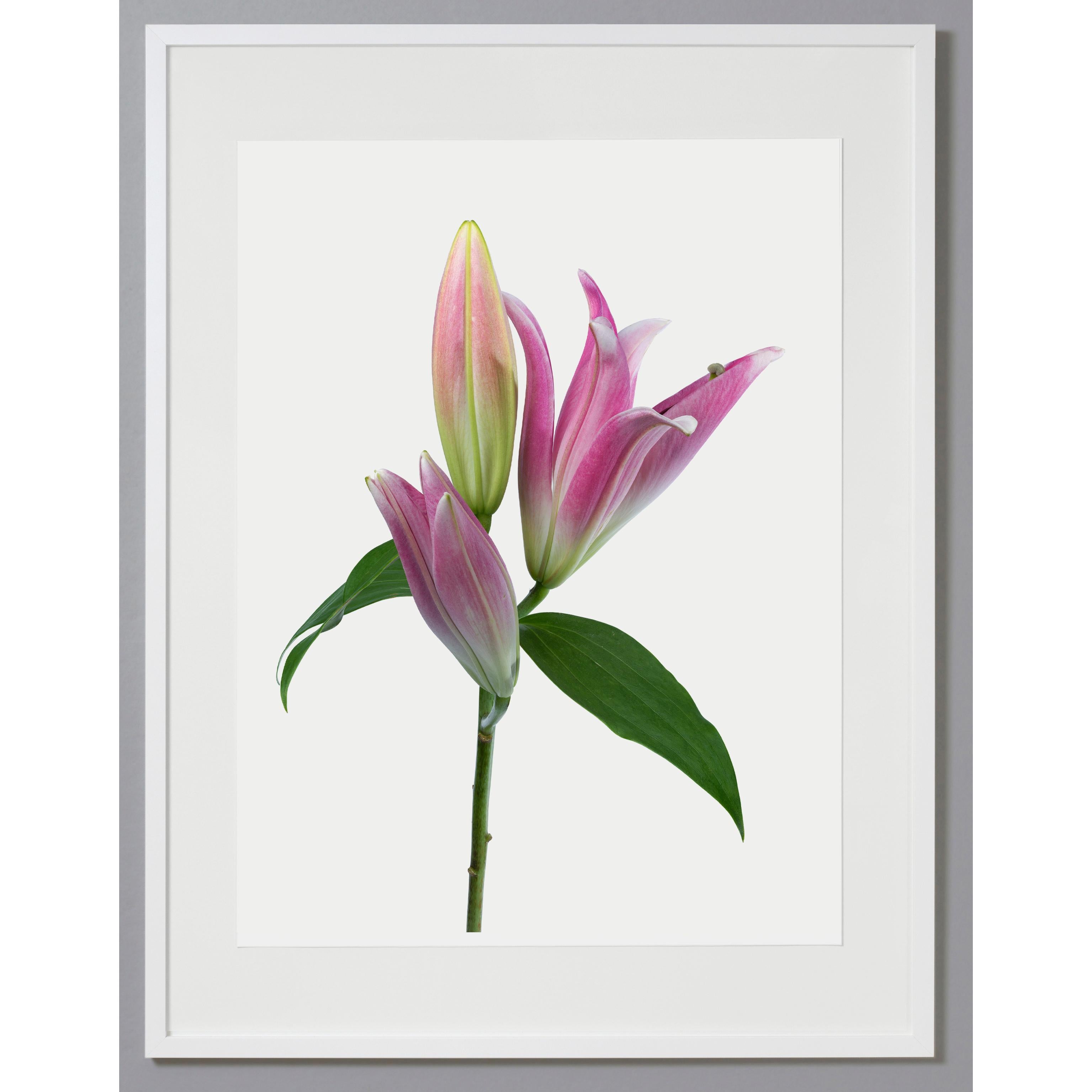 Color Photograph Tim Nighswander - Lily 181 B, Photographie couleur, édition limitée, rose, encadrée, botanique, florale