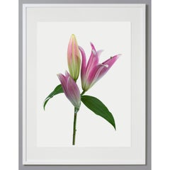 Lily 181 B, Photographie couleur, édition limitée, rose, encadrée, botanique, florale