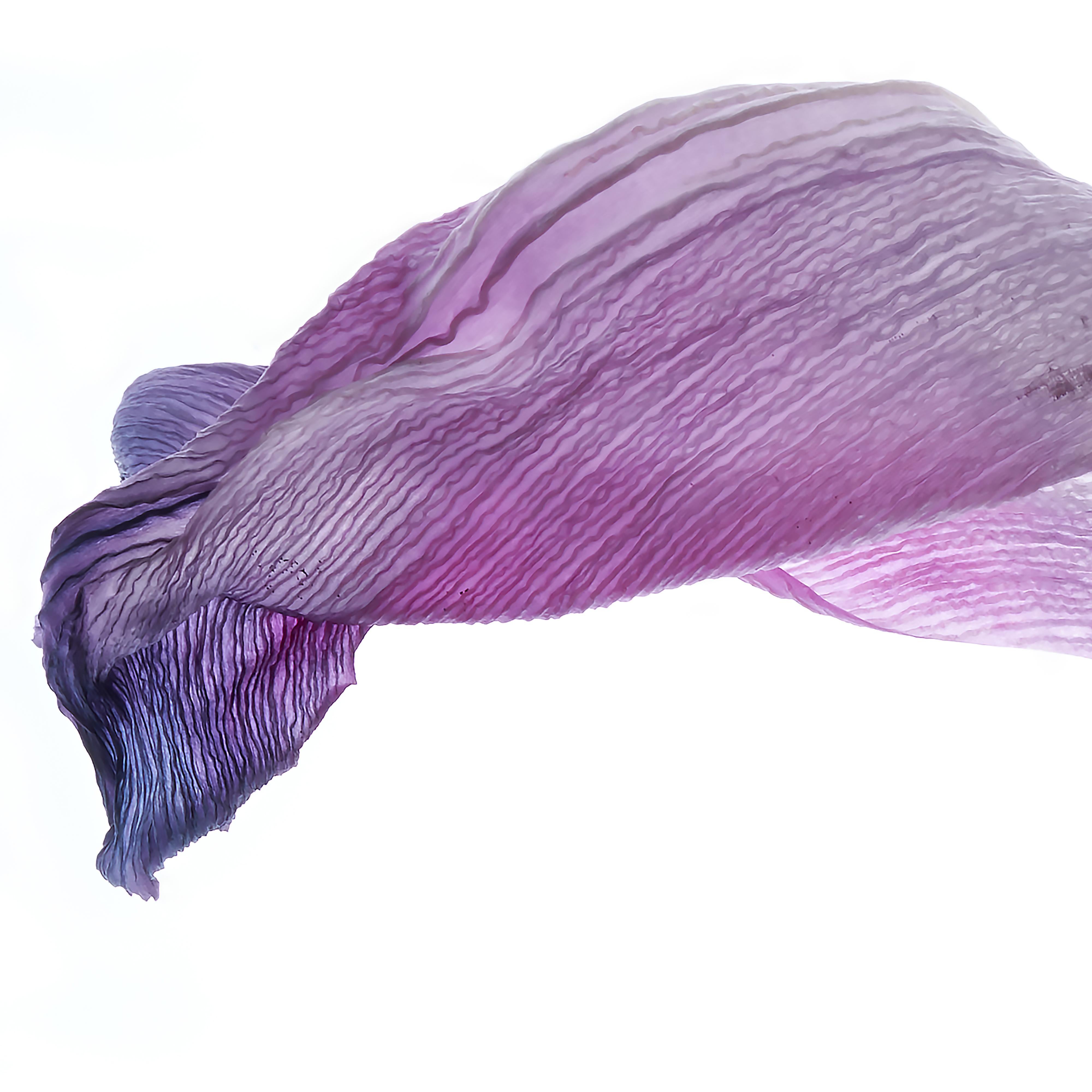 violet tulip color