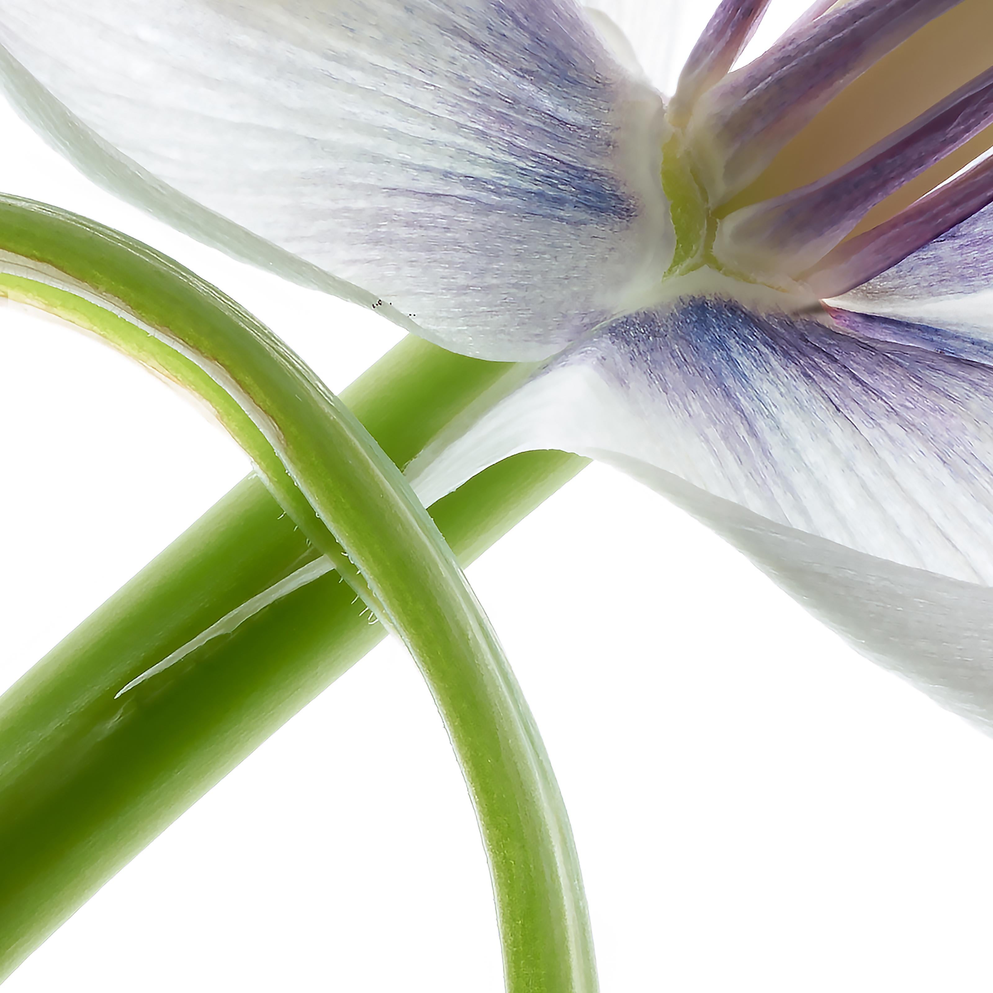 Purple Tulip 16, Color Photograph, Limited Edition, Framed, Botanical, Floral For Sale 1