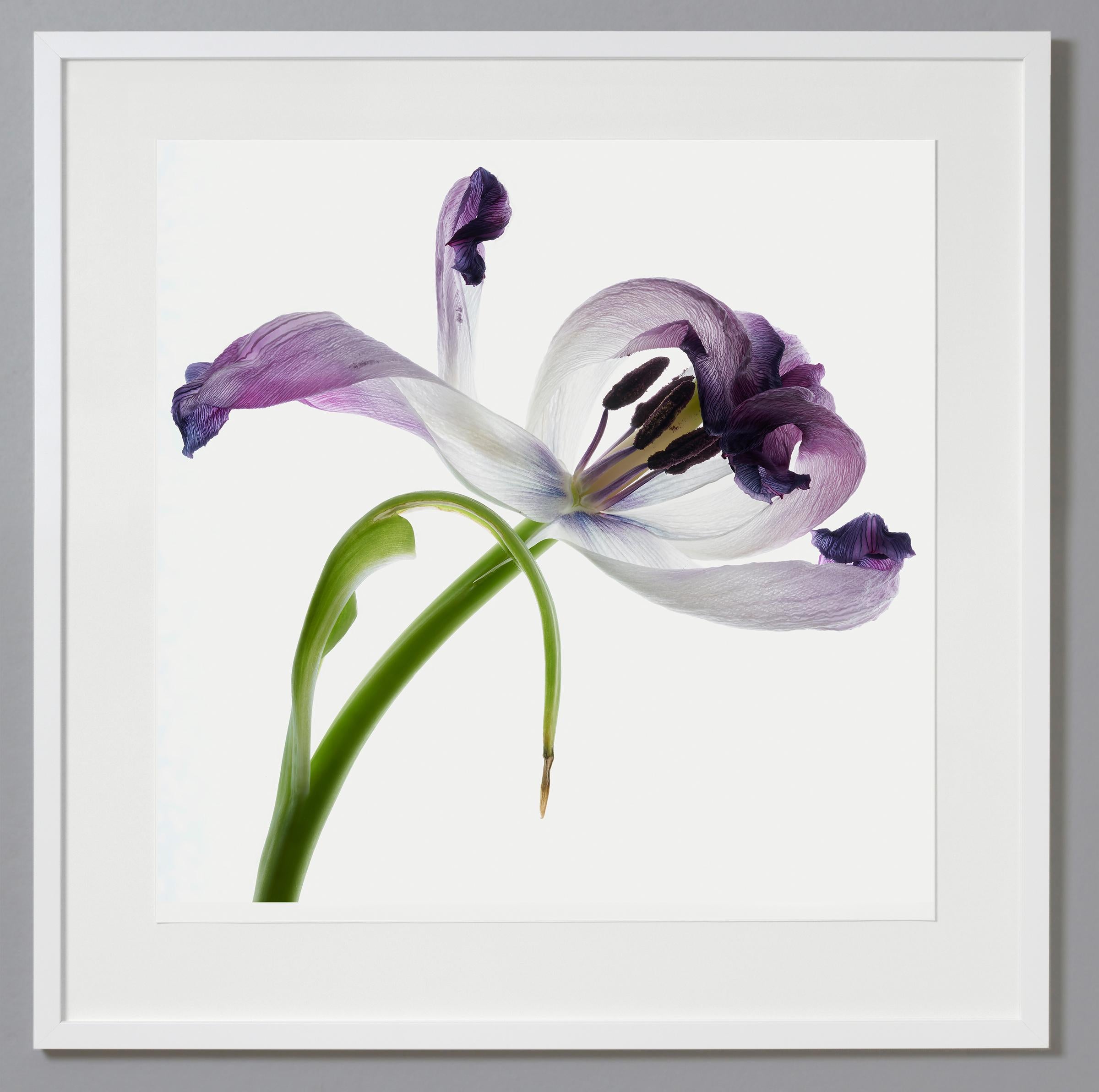 Tim Nighswander Still-Life Photograph - Purple Tulip 16, Color Photograph, Limited Edition, Framed, Botanical, Floral