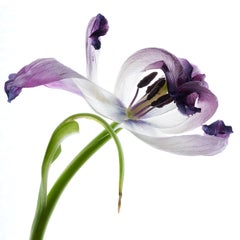 Purple Tulip 16, Color Photograph, Limited Edition, Framed, Botanical, Flower