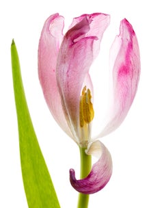 Tulip 81, Color Photograph, Limited Edition, Pink, Framed, Botanical, Floral