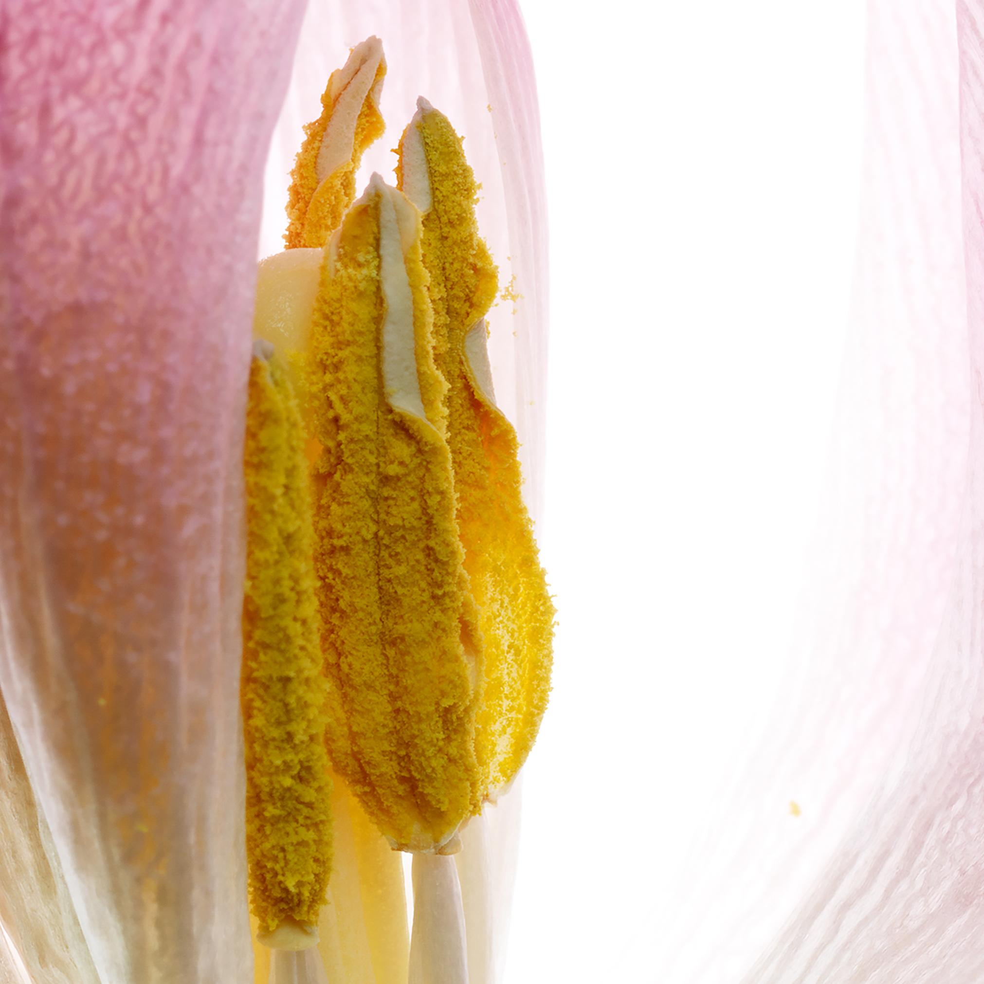 Tulip 81, Color Photograph, Limited Edition, Pink, Framed, Botanical, Floral For Sale 1
