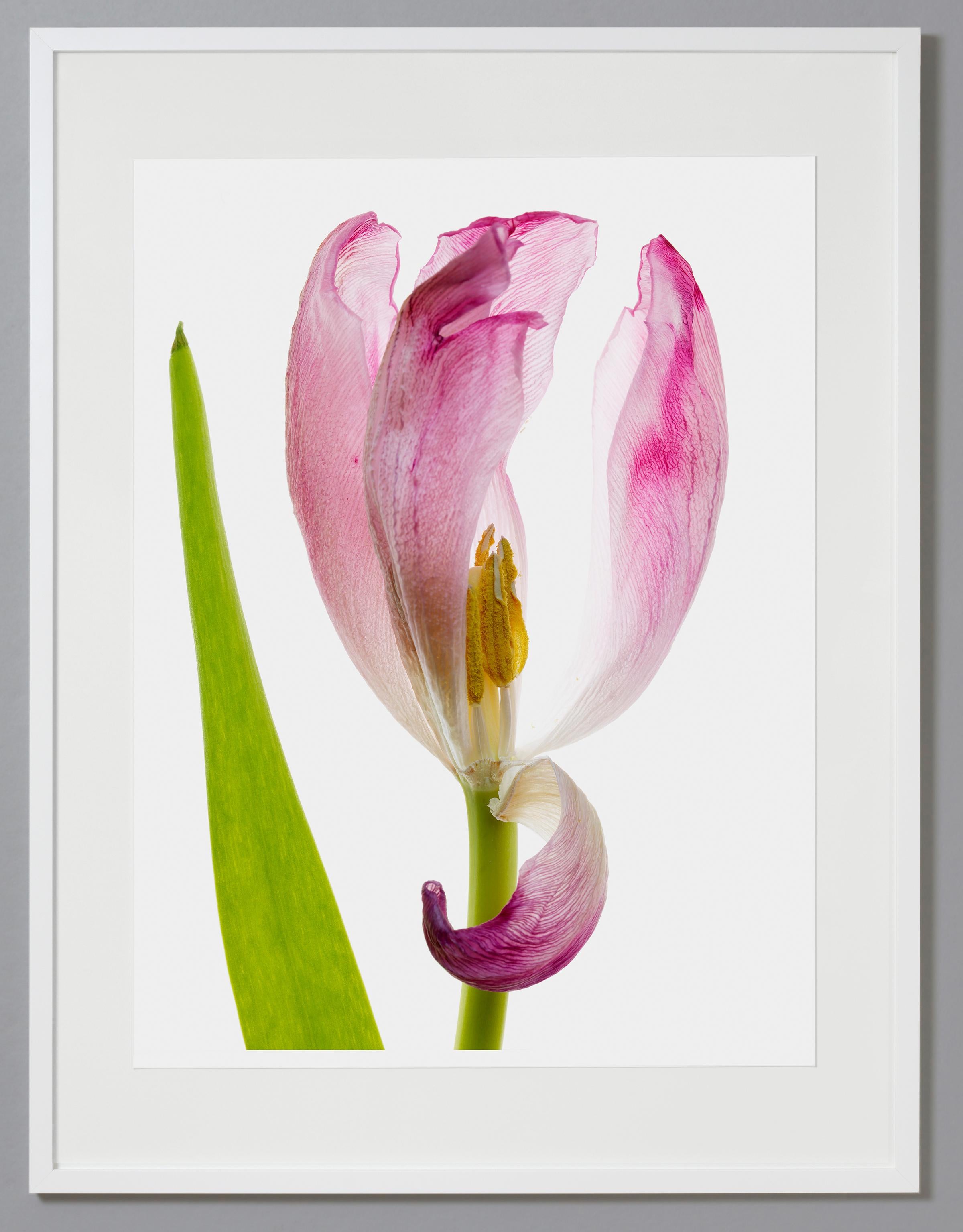 Tim Nighswander Still-Life Photograph - Tulip 81, Color Photograph, Limited Edition, Pink, Framed, Botanical, Floral