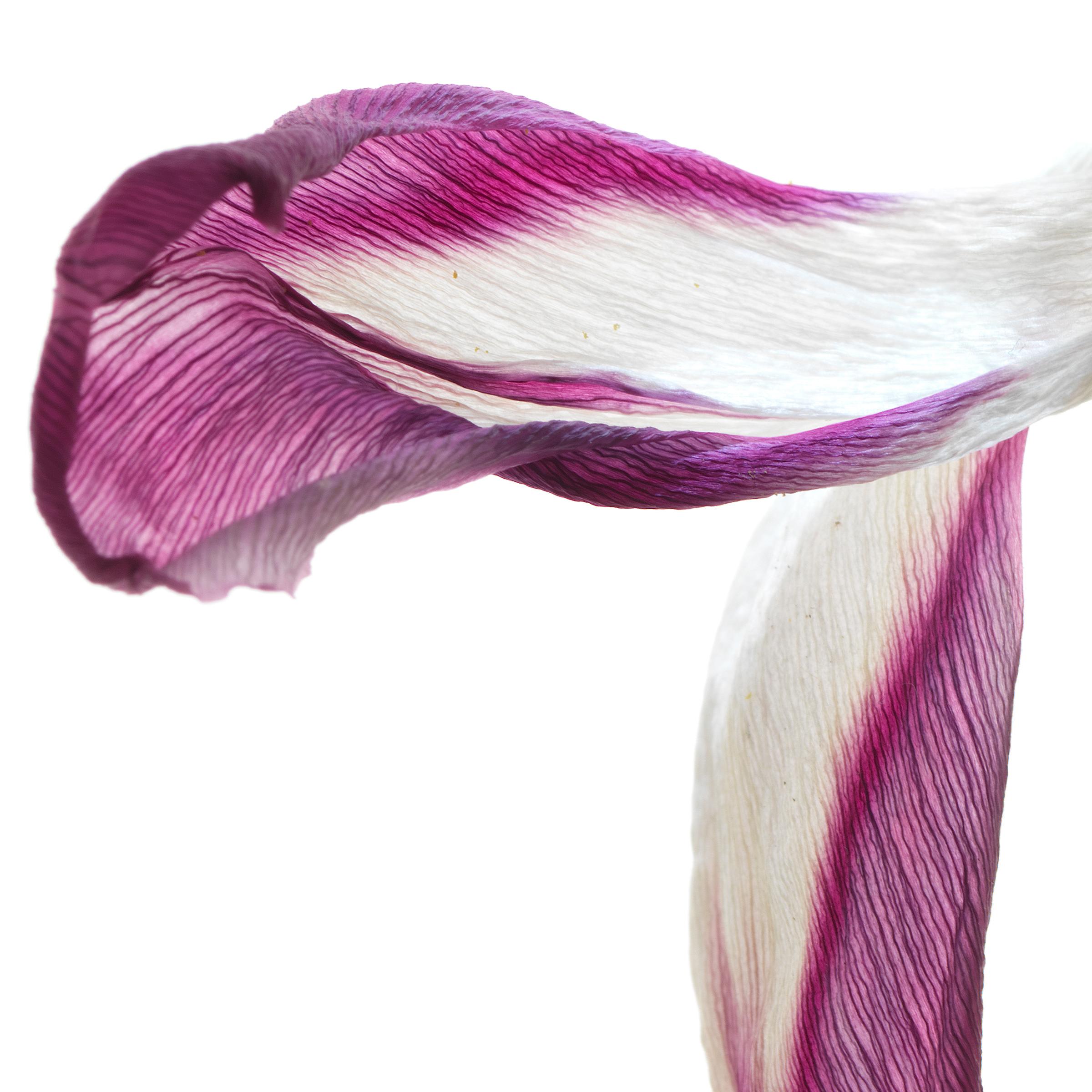 Tulip 98, Color Photograph, Limited Edition, Purple, Framed, Botanical, Floral For Sale 1