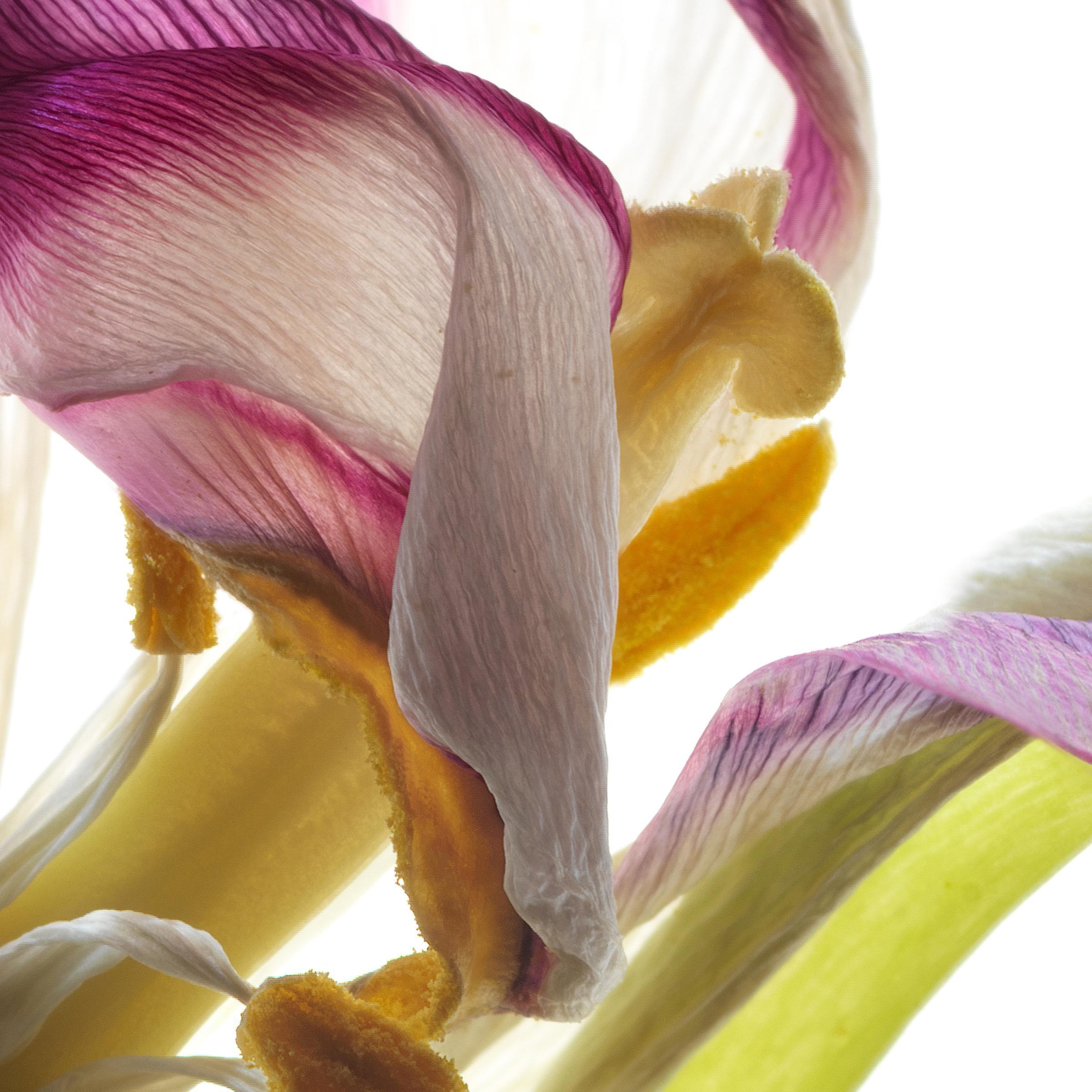 Tulip 98, Color Photograph, Limited Edition, Purple, Framed, Botanical, Floral For Sale 2