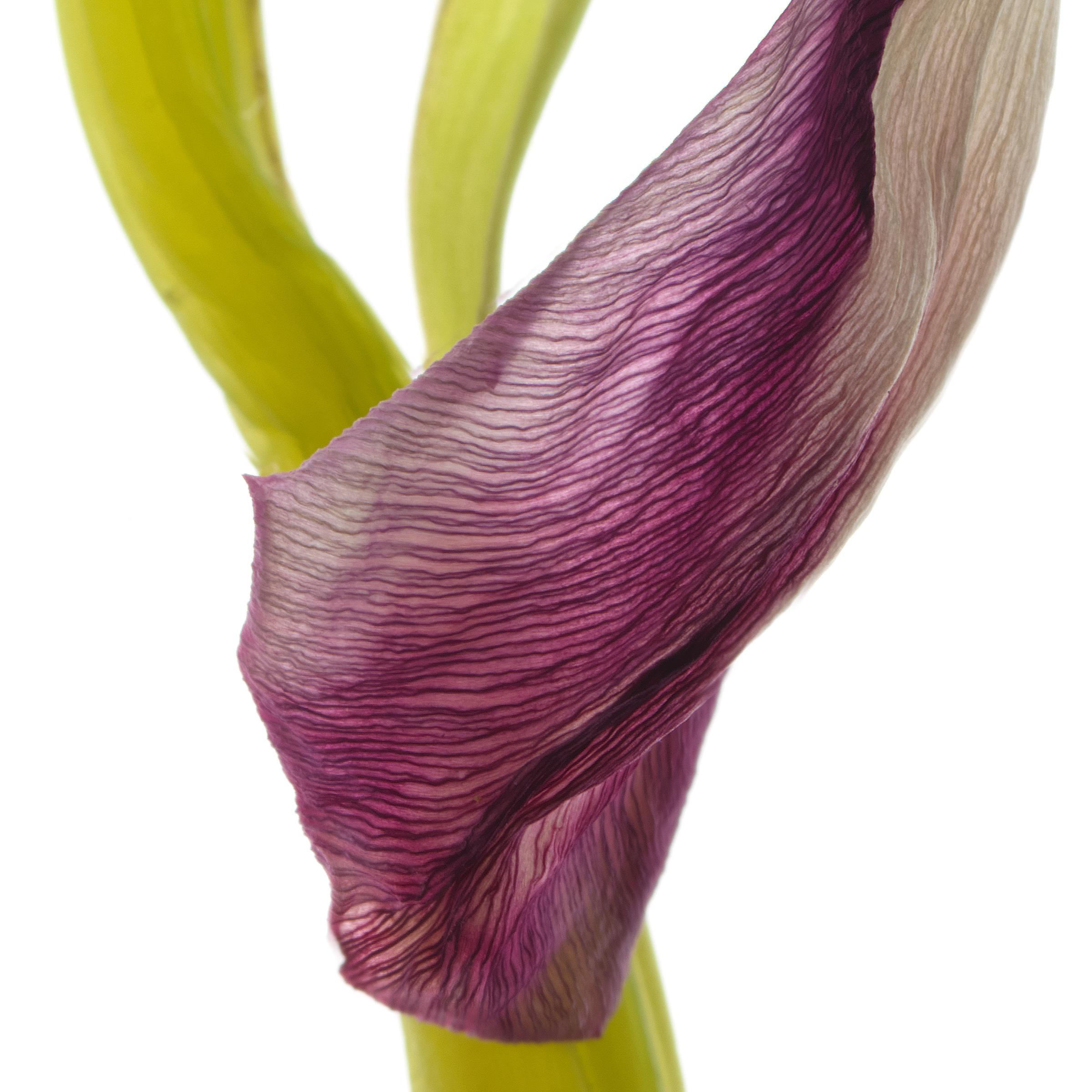 Tulip 98, Color Photograph, Limited Edition, Purple, Framed, Botanical, Floral For Sale 4