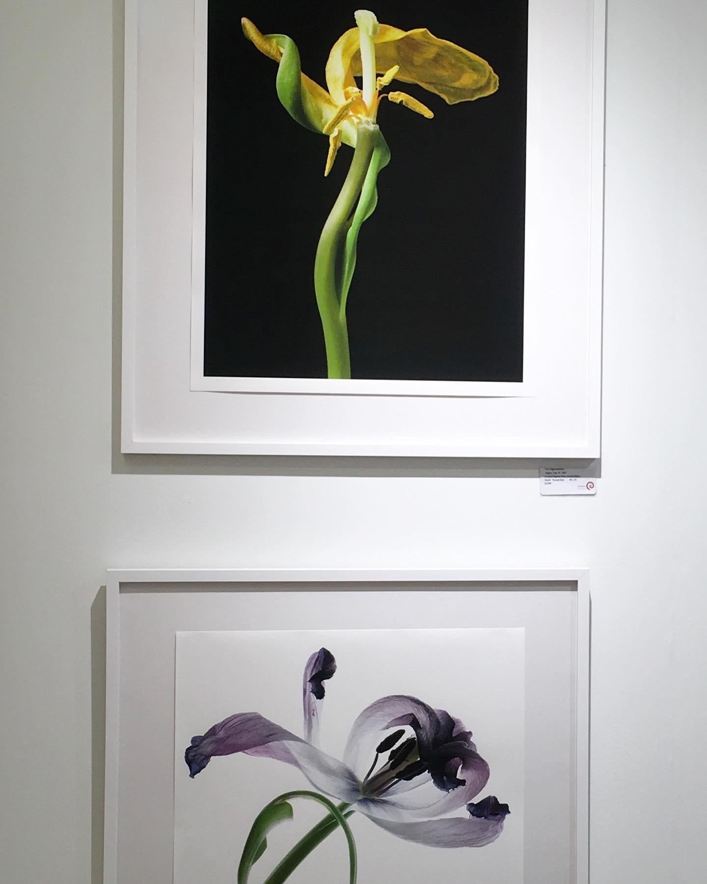 Tulip 98, Color Photograph, Limited Edition, Purple, Framed, Botanical, Floral For Sale 6