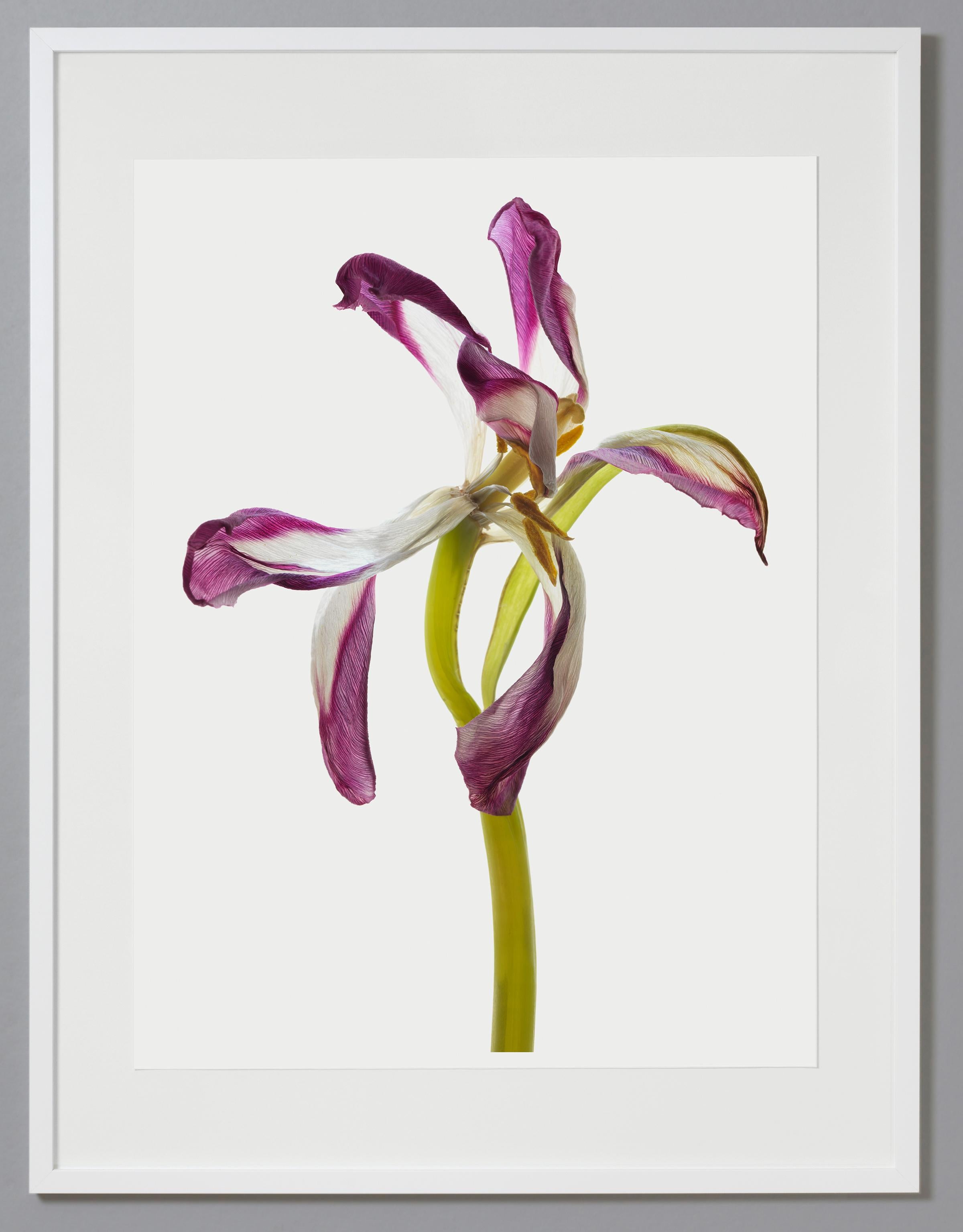Tulip 98, Color Photograph, Limited Edition, Purple, Framed, Botanical, Floral