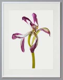 Tulip 98, photographie couleur, édition limitée, violette, encadrée, botanique, florale