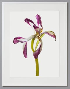 Tulipán 98, Fotografía en color, Edición limitada, Morado, Enmarcado, Botánico, Floral