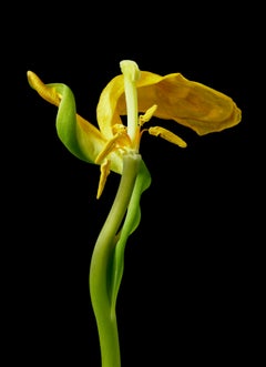 Yellow Tulip 19, Color Photograph, Limited Edition, Framed, Botanical, Floral