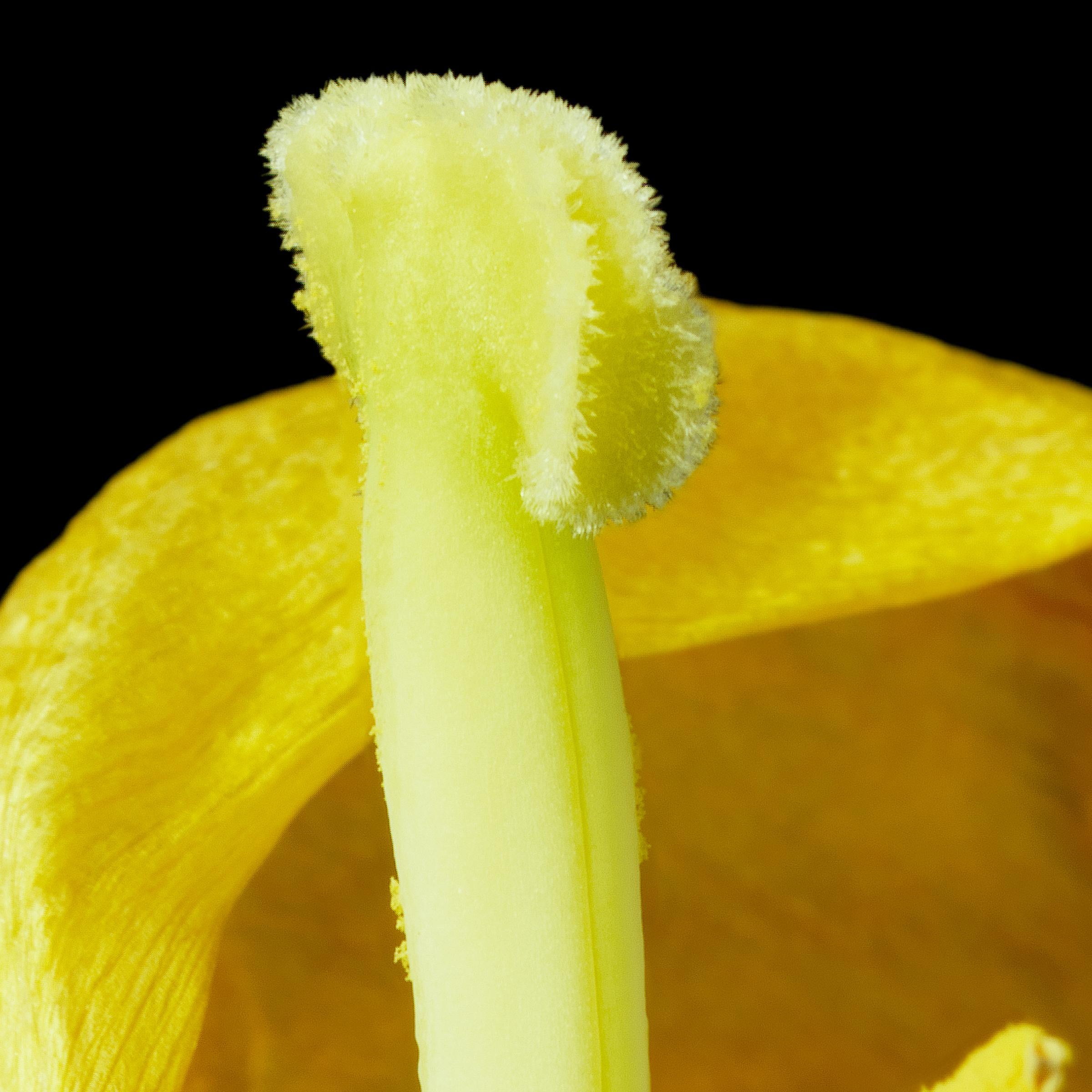 Yellow Tulip 19, archival pigment print photograph, printed on Fine Art paper by Tim Nighswander.  It is 32x24, framed in a white frame to 40x32 with a UV glass  It is a limited edition of 15, signed and numbered.  The fine detail makes this