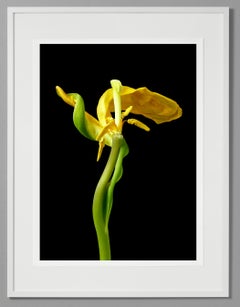 Tulipano giallo 19, fotografia a colori, edizione limitata, con cornice, botanica, floreale