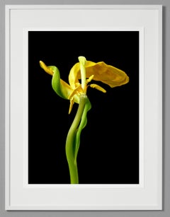 Photographie jaune tulipe 19, couleur, édition limitée, encadrée, botanique, florale