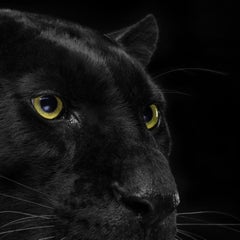 " Leopard #1 ”- Animal signed limited edition contemporary fine art print, black