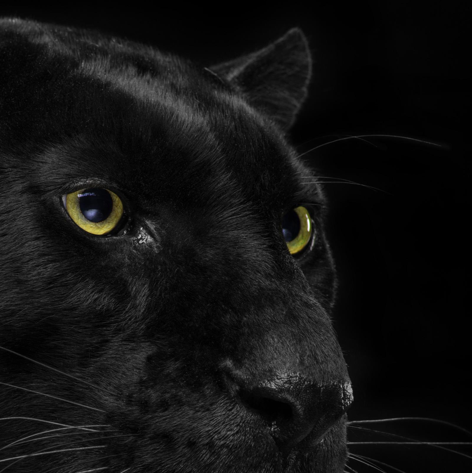 black leopard face