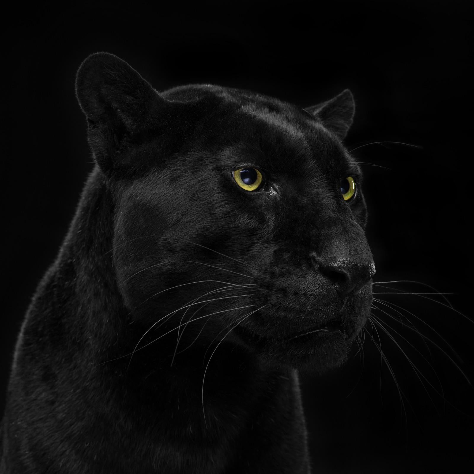 Tim Platt Color Photograph - " Leopard #1 ”- Animal signed limited edition contemporary fine art print, black