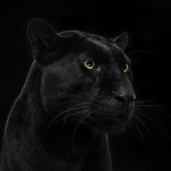 Leopard n°1 - Impression d'art contemporain en édition limitée signée, noir