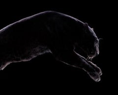 Leopardo #3 - Impresión contemporánea de bellas artes, edición limitada, firmada por un animal, negro