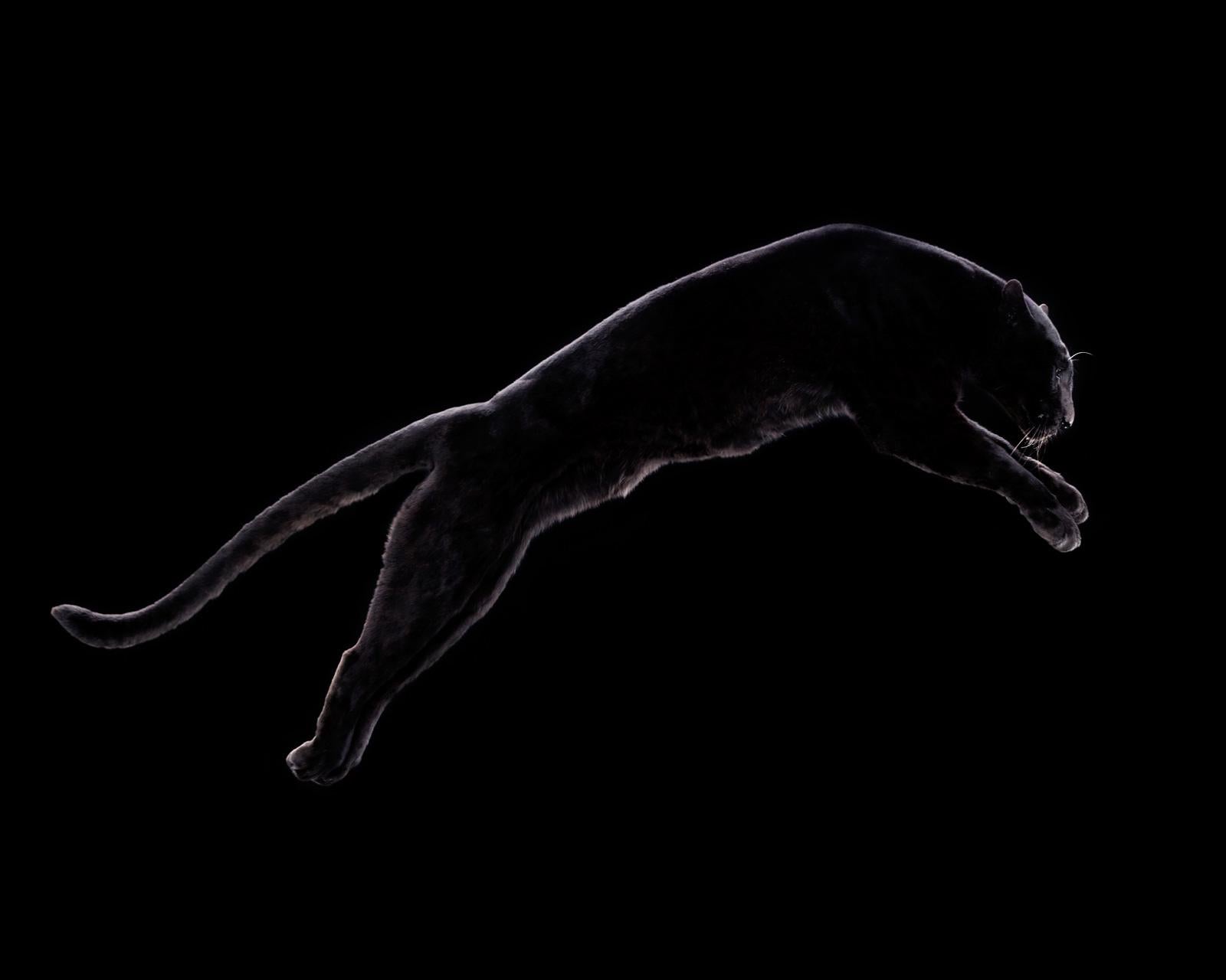 " Leopardo #3 "-Animal Contemporáneo firmado edición limitada fine art, leopardo negro