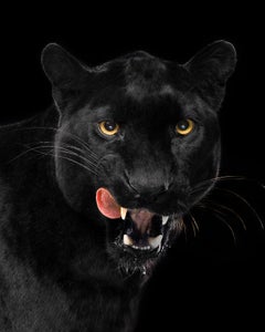 Leopard #4 - Animal signed limited edition contemporary large art print, Black