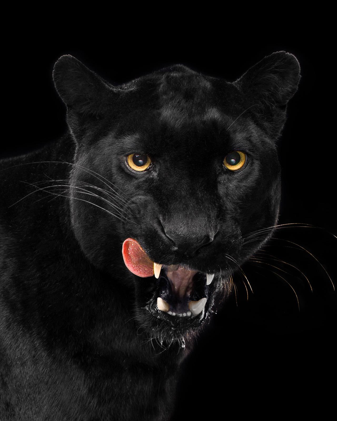Leopard #4 - Signierter zeitgenössischer Druck in limitierter Auflage, Schwarzes Tier, Porträt – Photograph von Tim Platt
