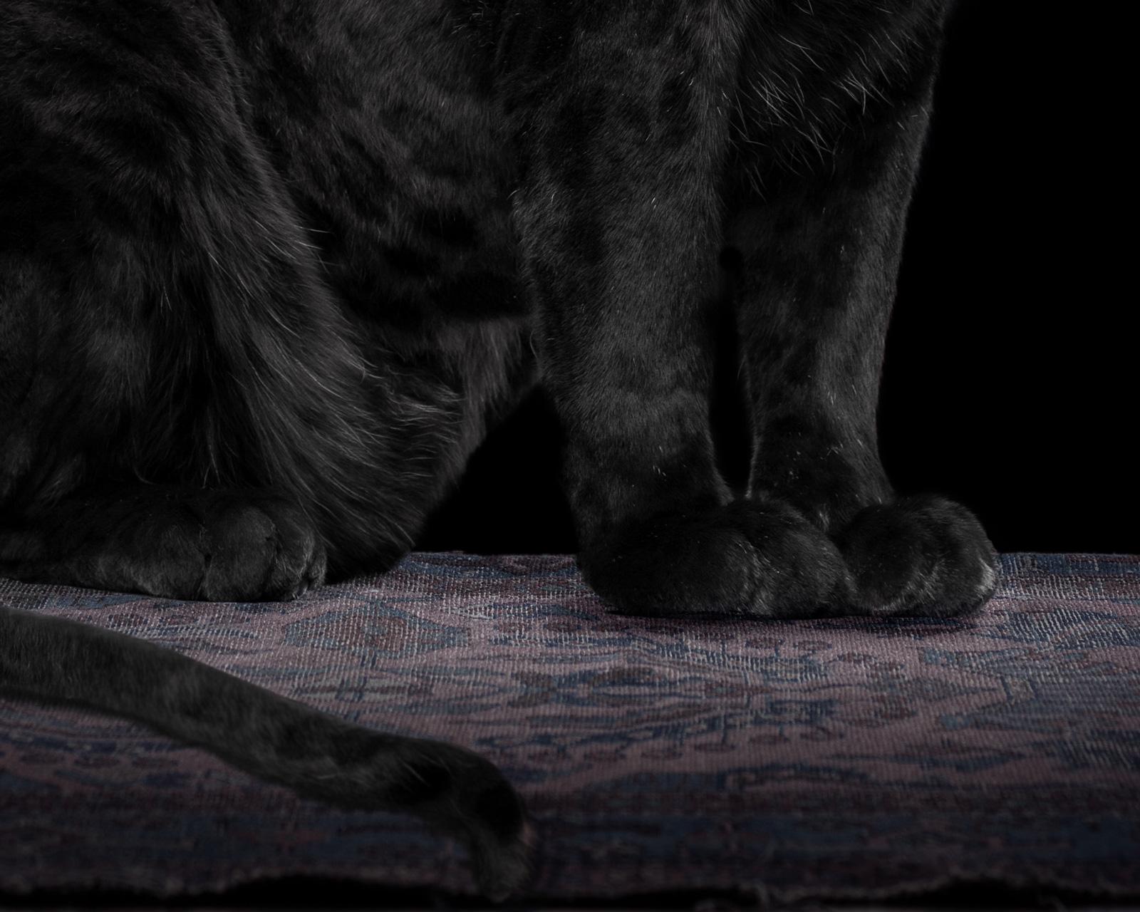 Leopard #4 - Animal signiert limitierte Auflage zeitgenössischer Kunstdruck, Schwarz (Zeitgenössisch), Photograph, von Tim Platt