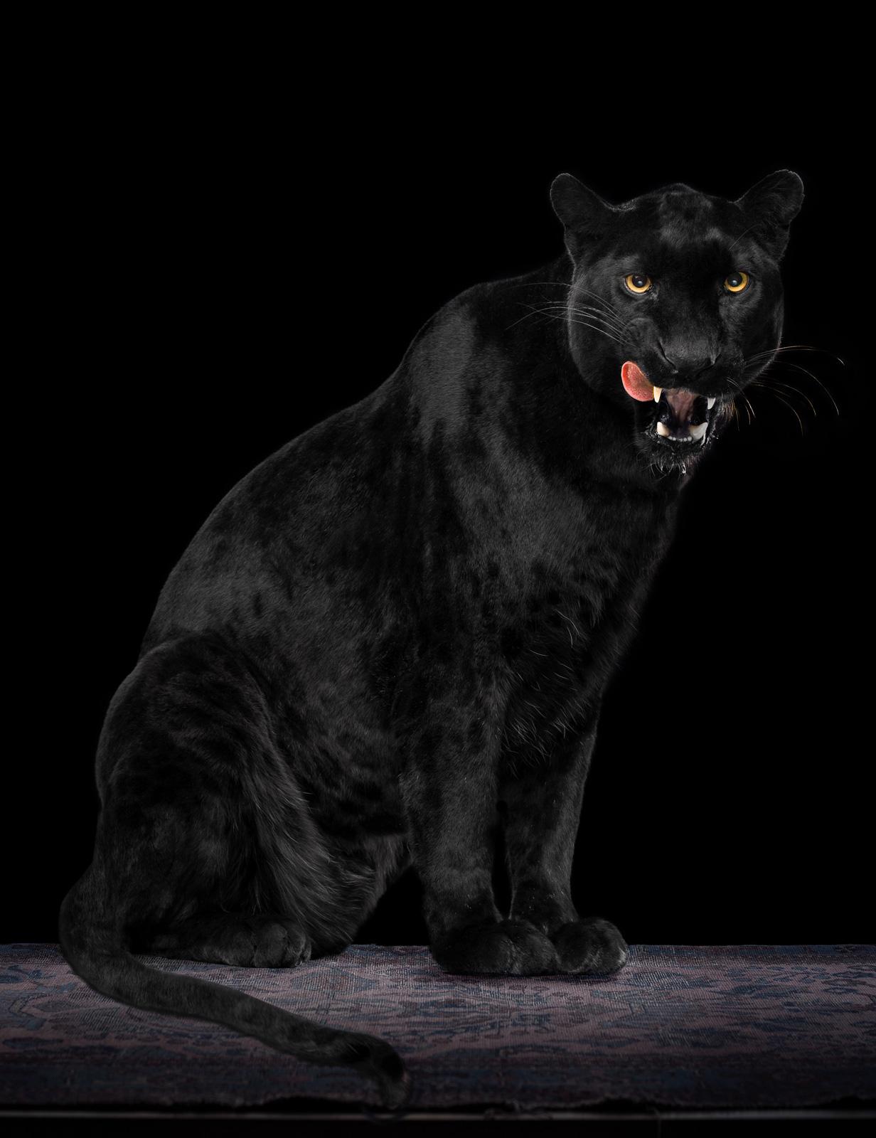 " Leopardo #4 "- Animal firmado edición limitada contemporánea gran impresión de arte, Negro
