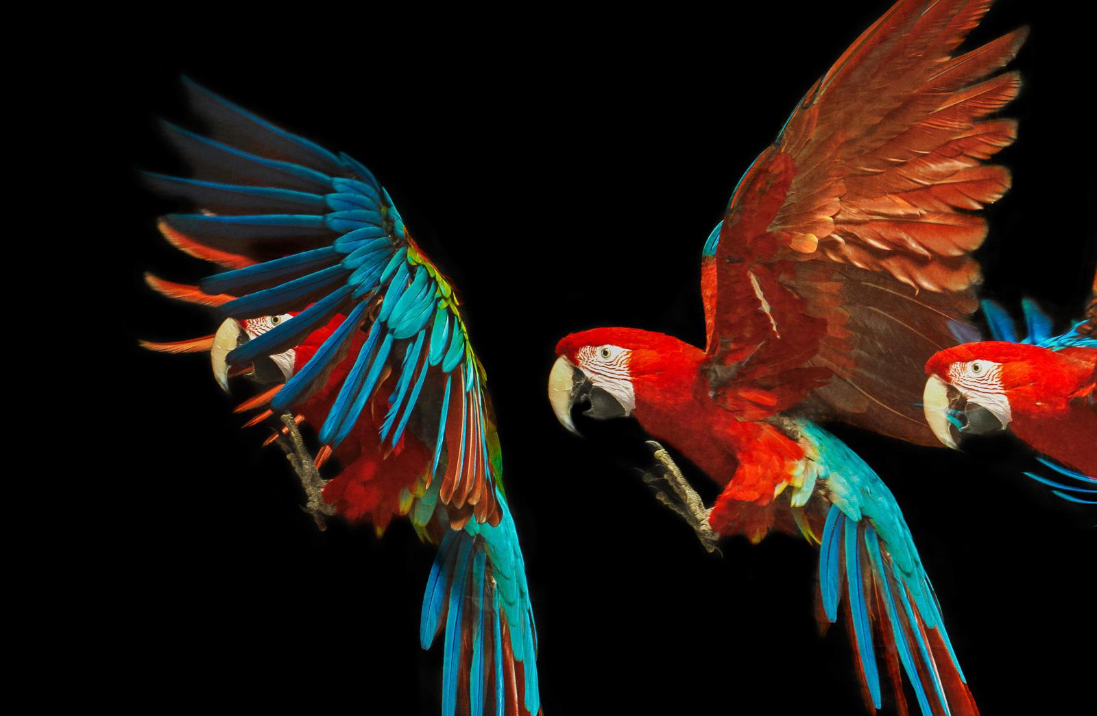 Macaw #1 - Animal signed limited edition bird contemporary fine art print, Black - Photograph by Tim Platt