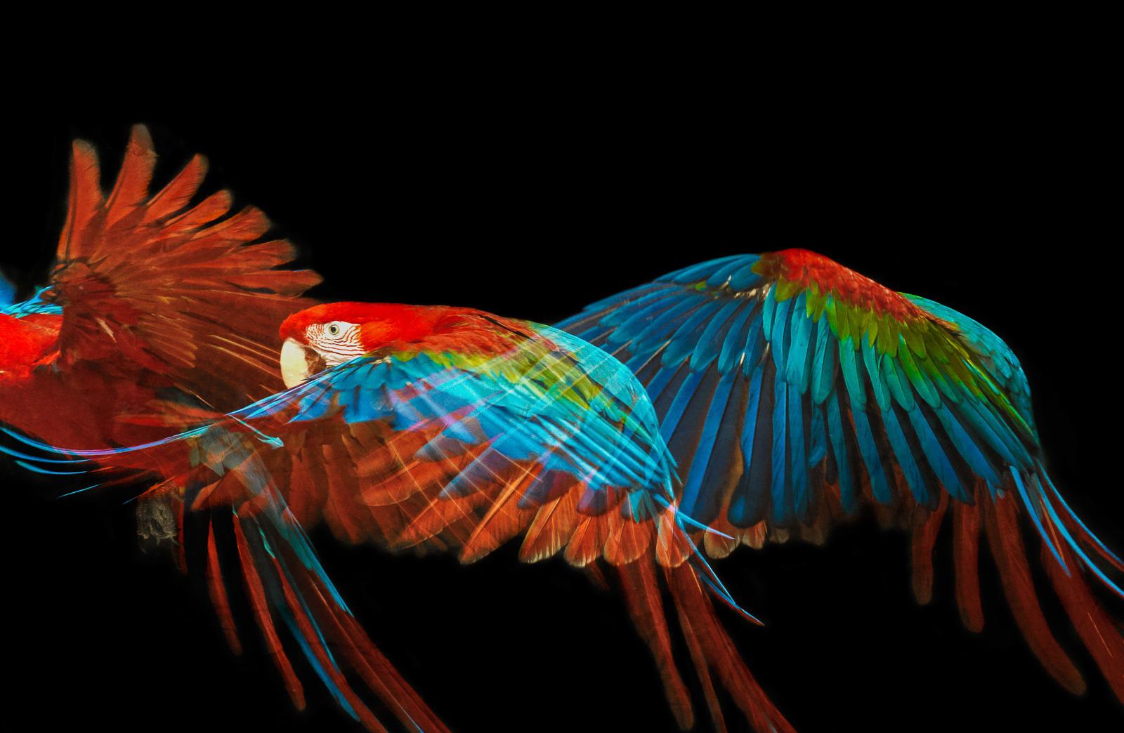 Macaw #1 - Animal signed limited edition bird contemporary fine art print, Black - Contemporary Photograph by Tim Platt