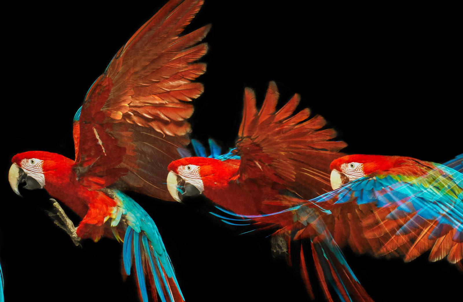 Macaw #1 – Tier signierter zeitgenössischer Vogeldruck in limitierter Auflage, schwarz (Schwarz), Still-Life Photograph, von Tim Platt