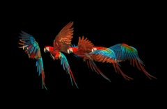 „ Macaw #1 -Animal signierter zeitgenössischer Vogel-Kunstdruck in limitierter Auflage, Blau